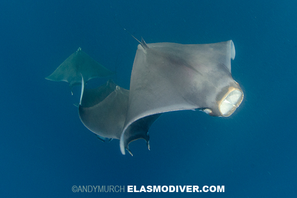 Lesser Devil Ray Or Atlantic Ray Pictures Of Mobula Hypostoma